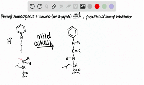 show-by-a-series-of-equations-with-structures-the-first-stage-of-the-edman-method-applied-to-a-pep-2
