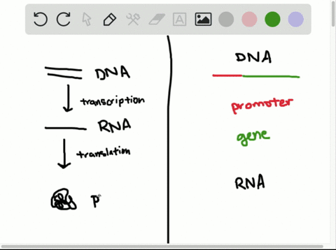 a-promoter-is-a-a-specific-sequence-of-dna-nucleotides-b-a-specific-sequence-of-rna-nucleotides-c-a-