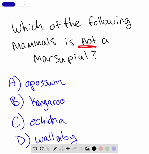 which-mammal-is-not-a-marsupial-a-opossum-b-kangaroo-c-echidna-d-wallaby