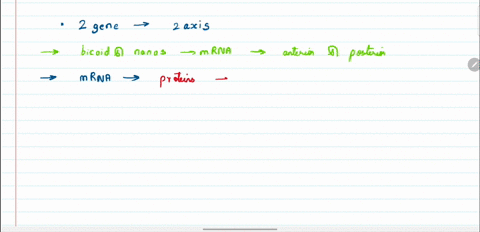 briefly-describe-how-the-bicoid-and-nanos-genes-help-to-determine-the-anterior-posterior-ax-is-of-th