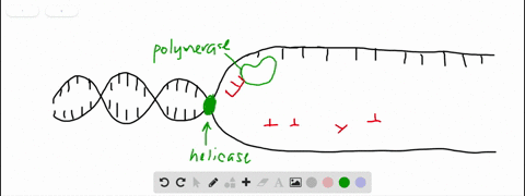 which-of-the-following-is-are-not-required-for-dna-replication-to-occur-a-dna-polymerase-b-nucleotid
