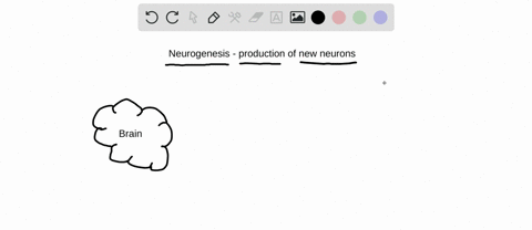 studies-of-the-brain-show-that-mature-neurons-do-not-undergo-mitosis-to-give-rise-to-new-neurons-yet