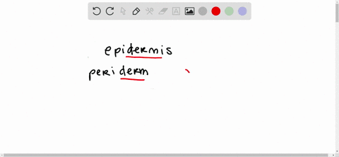 epidermis-and-periderm-are________-tissues-a-ground-b-vascular-c-dermal