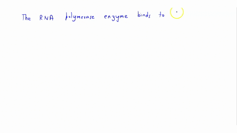 the-rna-polymerase-enzyme-binds-to-_______________-initiating-transcription-a-amino-acids-b-irna-c-t