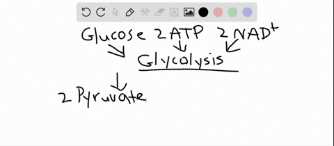 glycolysis-a-takes-place-in-the-mitochondrion-b-produces-no-atp-c-has-no-connection-with-the-respi-2
