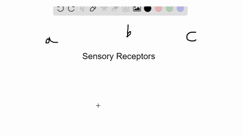 identify-the-type-of-sensory-receptor-that-matches-the-description-some-answers-may-be-used-more-t-4