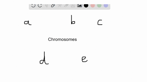 SOLVED:Chromosomes become visible for the first t…