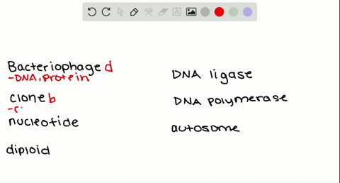 match-the-terms-appropriately-______bacteriophage-______-clone-______nucleotide-______-diploid-_____