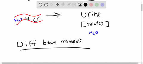 which-part-of-the-nephron-is-responsible-for-most-of-the-difference-in-mammals-between-the-glomerula