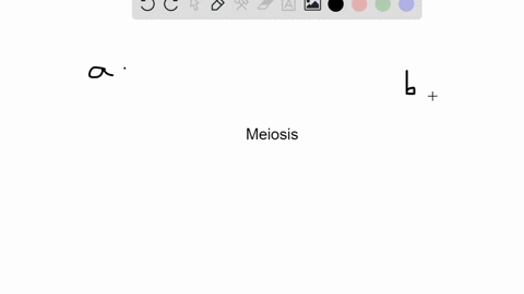 meiosis-produces-_______-daughter-cells-a-two-haploid-b-two-diploid-c-four-haploid-d-four-diploid