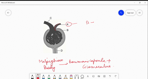the-following-diagram-represents-the-malpighian-body-identify-mathrma-to-mathrmd