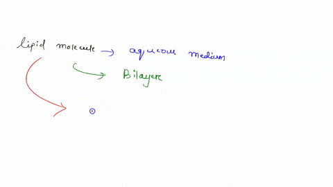 SOLVED:How do lipids with hydrophilic and hydrophobic regions behave in ...