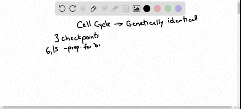 why-are-the-two-cells-produced-by-the-cell-cycle-genetically-identical-2