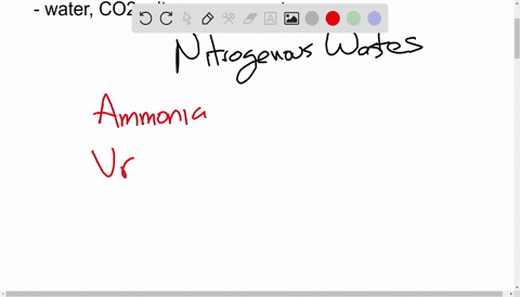 beginarrayltext-a-uric-acid-text-b-urea-text-c-ammonia-endarray-excreted-by-humans-and-earthworms