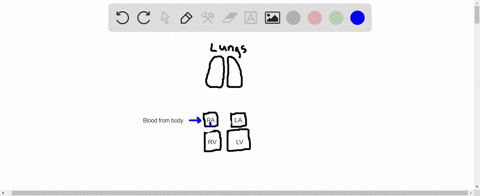 a-pulmonary-______________-carries-oxygen-poor-blood