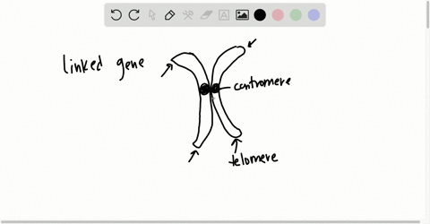 linked-genes-a-must-be-immediately-adjacent-to-one-another-on-a-chromosome-b-have-alleles-that-ass-3