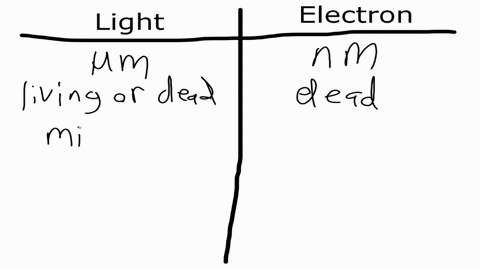 discuss-the-relative-advantages-and-disadvantages-of-light-and-electron-microscopy-how-could-you-b-2