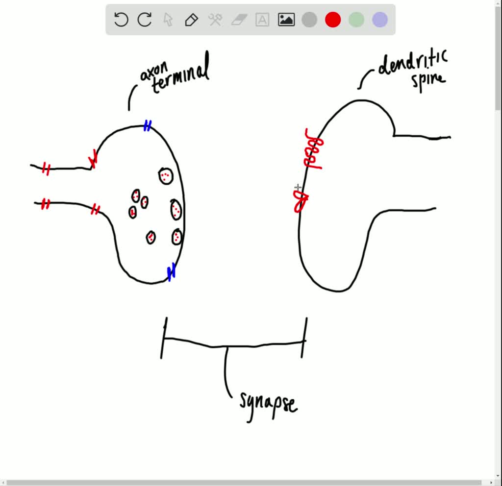 1-what-is-a-synapse-how-is-it-important-to-nerve-tr-solvedlib