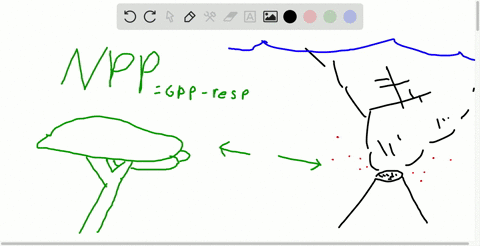 net-primary-production-is-a-the-total-amount-of-photosynthesis-in-a-community-b-the-total-amount-o-2