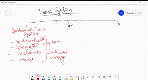 name-the-three-basic-tissue-systems-in-the-flowering-plants-give-the-tissue-names-under-each-system