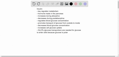 insulin-primarily-regulates-the-blood-glucose-concentration-by-a-stimulating-the-recruitment-of-glut