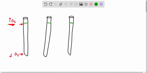 an-inoculated-thioglycolate-medium-culture-tube-is-clear-throughout-the-tube-except-for-dense-growth
