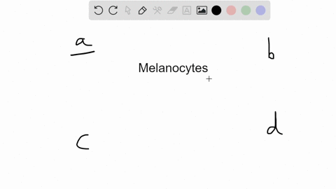 the-function-of-melanocytes-is-to-a-produce-keratin-b-maintain-internal-temperature-c-produce-dark-p