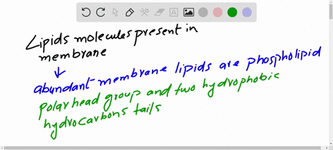which-type-of-lipid-molecule-is-most-likely-to-be-present-in-membranes-3