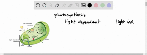 Solved:which Statement Describes The Functioning Of Photosystem Ii? Select  One: A. Light Energy Transfers Electrons To Cytochrome C. B. The Electron  Vacancies In P680 Are Filled By Electrons Derived From Water. C. Solved:which Statement Describes The Functioning Of Photosystem Ii? Select  One: A. Light Energy Transfers Electrons To Cytochrome C. B. The Electron  Vacancies In P680 Are Filled By Electrons Derived From Water. C.