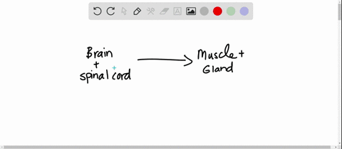 ________relay-messages-from-the-brain-and-spinal-cord-to-muscles-and-glands-a-motor-neurons-b-sensor