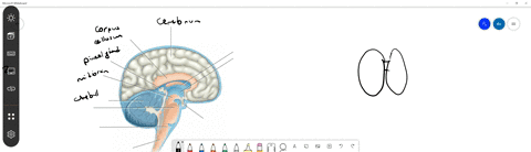 label-the-diagram-of-the-human-brain-2
