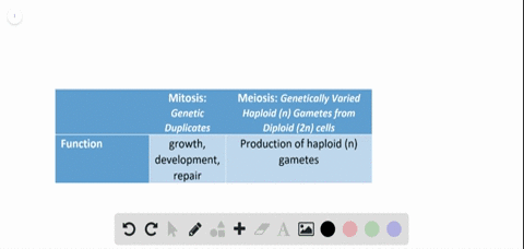 which-of-the-following-is-not-a-function-of-mitosis-in-humans-a-repair-of-wounds-b-growth-c-produc-2