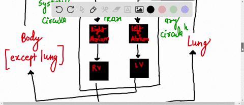 right-atrium-receives-blood-from-a-pulmonary-aorta-b-pulmonary-veins-c-inferior-venacava-d-superior-