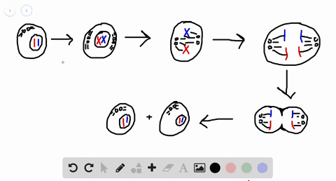 match-each-stage-with-the-events-listed-a-sister-chromatids-move-apart-prophase-metaphase-b-chromoso