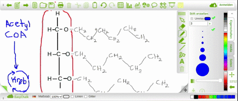 fatty-acids-are-broken-down-to-a-pyruvate-molecules-which-take-electrons-to-the-electron-transport-c
