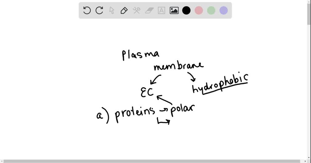 SOLVEDWhich extraembryonic membrane is important for blood cell formation?