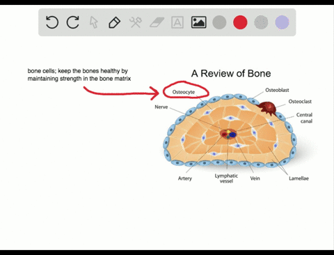 in-bone-the-main-cells-are-_____-a-fibroblasts-b-chondrocytes-c-lymphocytes-d-osteocytes