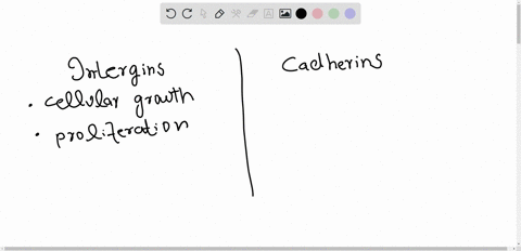 what-role-do-cadherins-and-integrins-play-in-cell-movement