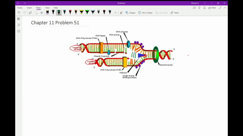 what-is-the-role-of-single-stranded-binding-protein-in-dna-replication