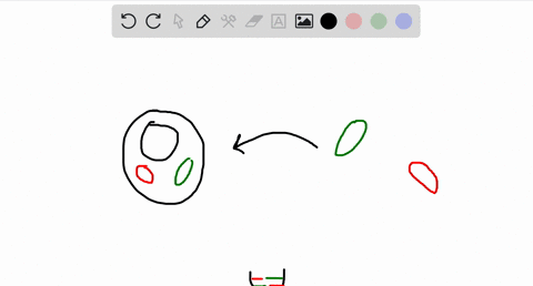 the-endosymbiont-theory-what-are-its-strengths-and-weaknesses
