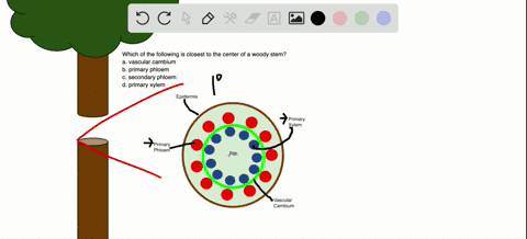 which-of-the-following-is-closest-to-the-center-of-a-woody-stem-explain-your-answer-a-vascular-cambi