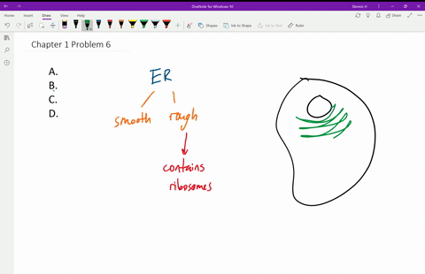 which-of-the-following-is-not-a-function-of-the-smooth-endoplasmic-reticulum-a-lipid-synthesis-b-p-2
