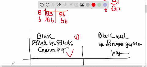 in-guinea-pigs-the-allele-for-black-fur-b-is-dominant-over-the-allele-for-brown-b-fur-a-black-guin-2