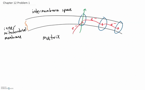 the-proton-motive-force-is-essential-for-both-mitochondrial-and-chloroplast-function-what-produces-t