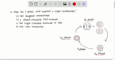 after-the-s-phase-what-comprises-a-single-chromosome-a-two-daughter-chromosomes-b-a-double-stranded-