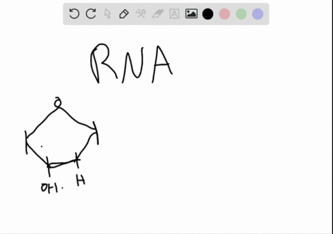 which-carbohydrate-would-you-find-as-part-of-a-molecule-of-rna-a-galactose-b-deoxyribose-c-ribose-d-