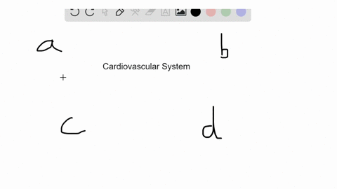 which-of-the-following-is-not-a-function-of-the-cardiovascular-system-a-transport-oxygen-to-tissues-