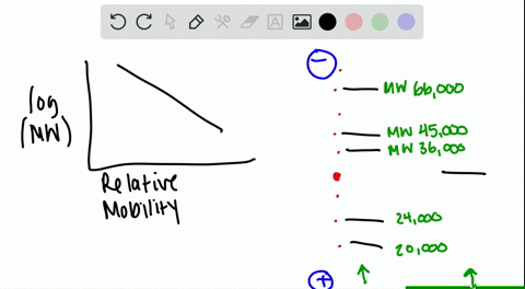 the-accompanying-figure-is-from-an-electrophoresis-experiment-using-sds-page-the-left-lane-has-the-2