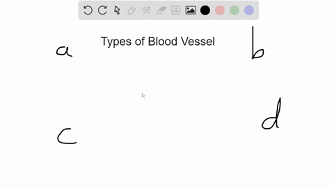 which-of-the-choices-represents-the-order-of-vessels-through-which-blood-passes-after-leaving-the-he