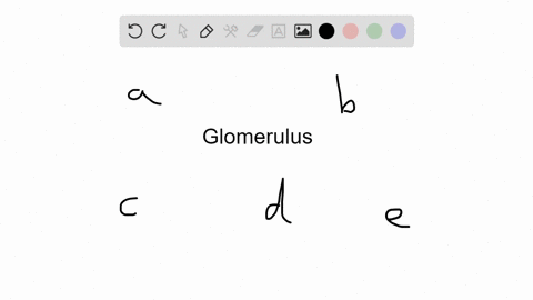 all-of-the-following-would-most-likely-filter-through-the-glomerulus-into-the-bowmans-capsule-except